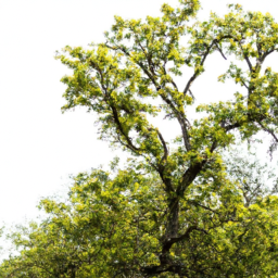 carob tree
