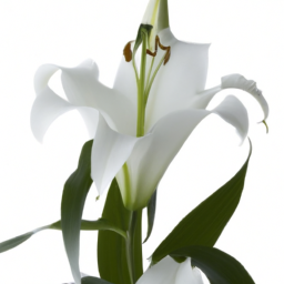 casablanca lily