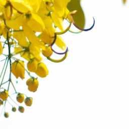 cassia