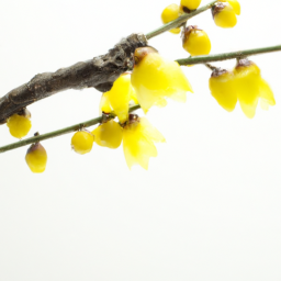 chimonanthus or wintersweet