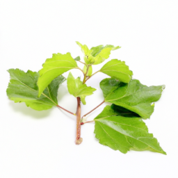 chinese patchouli