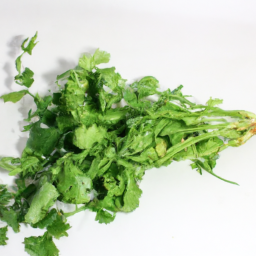 cilantro