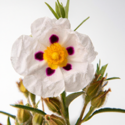 cistus incanus