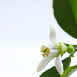 citrus blossom