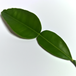 citrus leaf