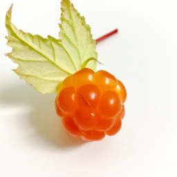 cloudberry