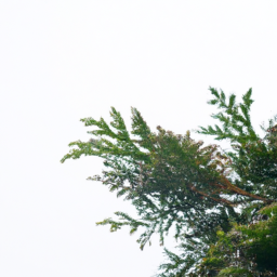 conifer