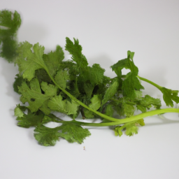 coriander leaf