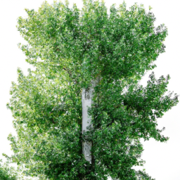 cottonwood (poplar)