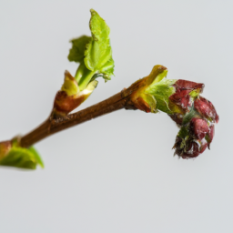 currant buds