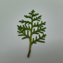 cypress leaf