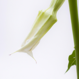 datura