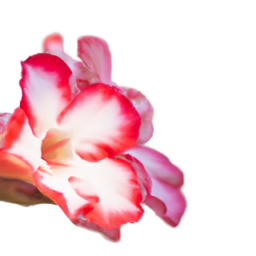 desert rose