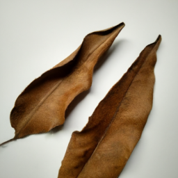 dried fallen leaves