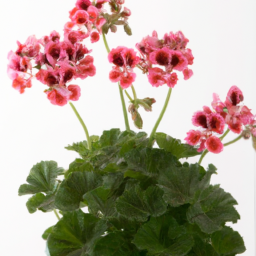 egyptian pelargonium