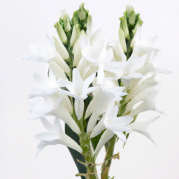 egyptian tuberose