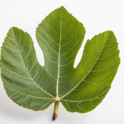 fig leaf