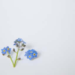 forget me not