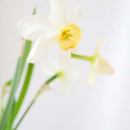 french narcissus