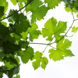 grape leaves