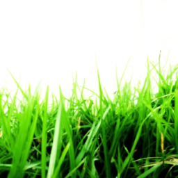 green grass