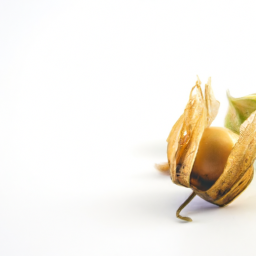 ground cherry