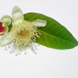 guava blossom