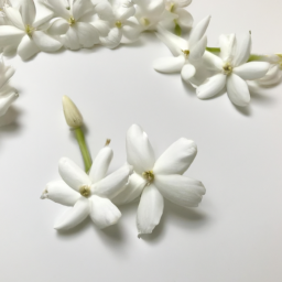 hawaiian jasmine