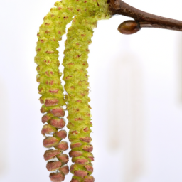 hazel bloosom