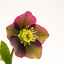 hellebore flower