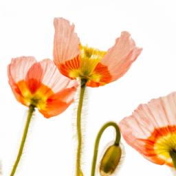 himalayan poppy