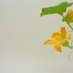 honeydew blossom