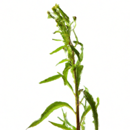 horseweed