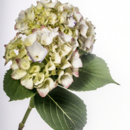 hortensia
