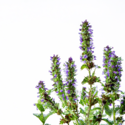 hyssop