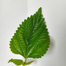 indonesian patchouli leaf