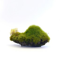 island musk