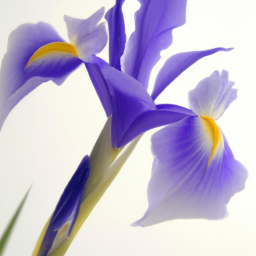 italian iris