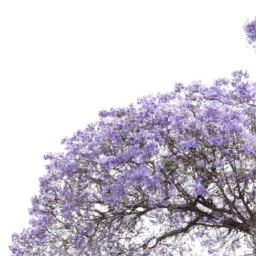 jacaranda