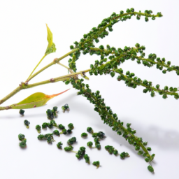 japanese pepper