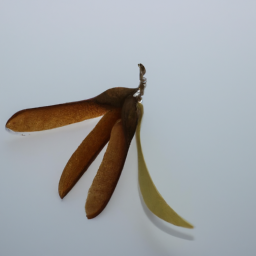 kephalis