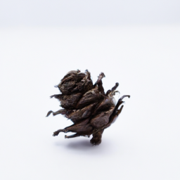 larch