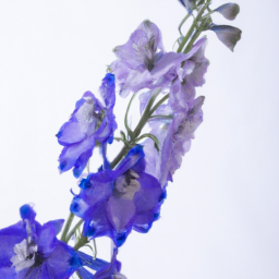 larkspur