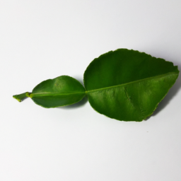 lemon leaf