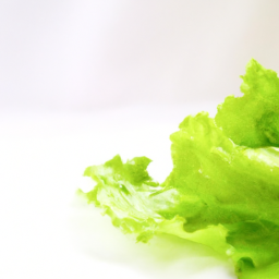 lettuce