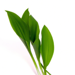 lily of the valley leaves