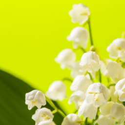 lily-of-the-valley