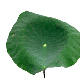 lotus leaf