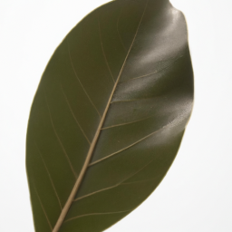 magnolia leaf