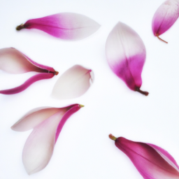 magnolia petals